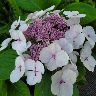 Hydrangea macrophylla 'Normalis'