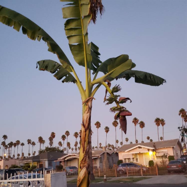 Plant image Musa acuminata 'Dwarf Cavendish'