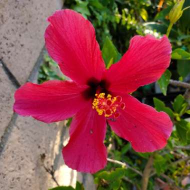 Hibiscus rosa-sinensis 'Hawaiian Skies'