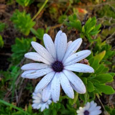 Osteospermum