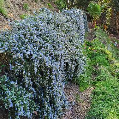 Salvia rosmarinus (Prostratus Group) syn. Rosmarinus officinalis (Prostratus Group)