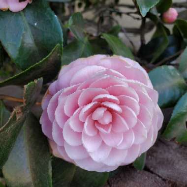 Camellia