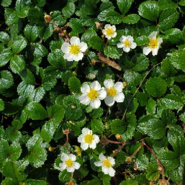 Fragaria x ananassa