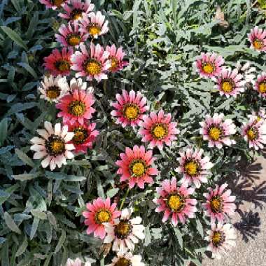 Gazania