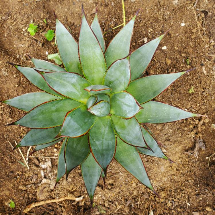 Plant image Agave 'Blue Glow'