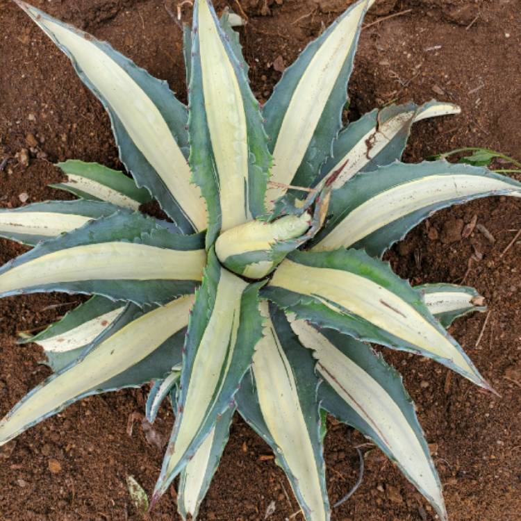 Plant image Agave americana 'Mediopicta Alba'