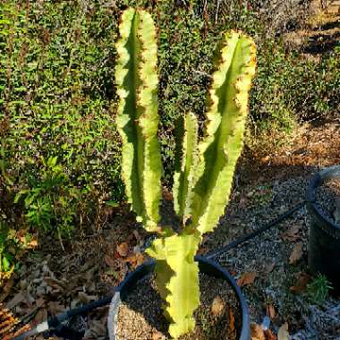 Euphorbia Ammak