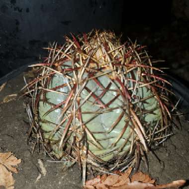 Echinocactus Horizonthalonius 