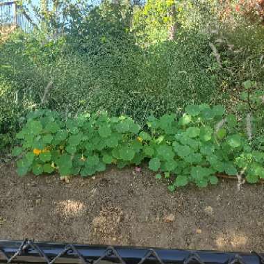 Tropaeolum majus