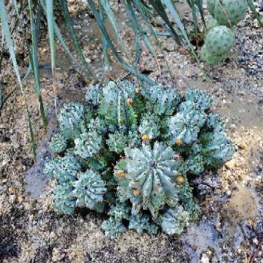 Euphorbia horrida