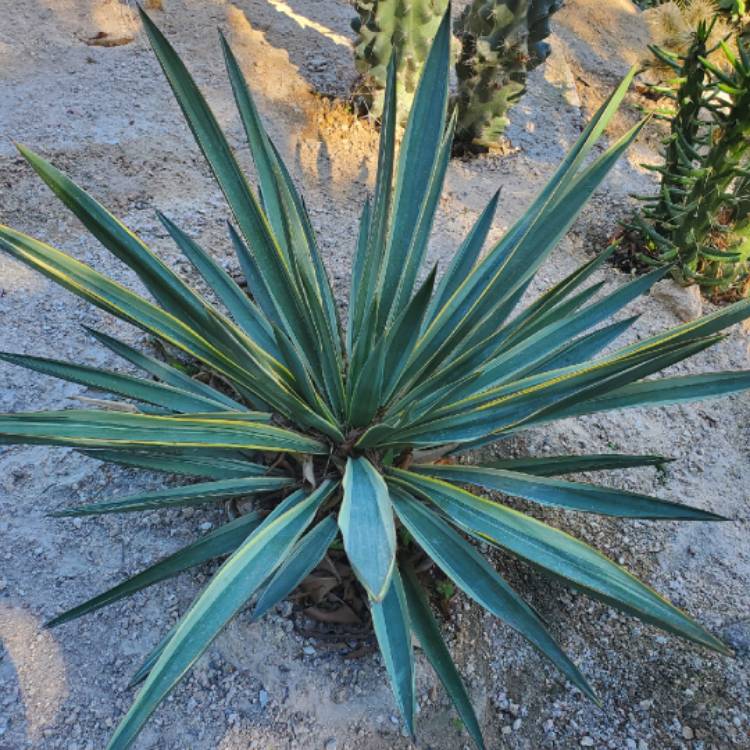 Plant image Yucca gloriosa 'Variegata'