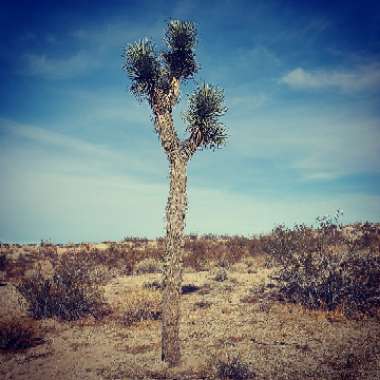 Yucca Brevifia