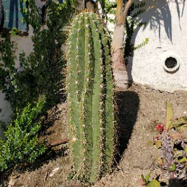 Trichocereus tersheckii syn. Echinopsis terscheckii