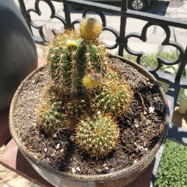 Echinopsis spachiana