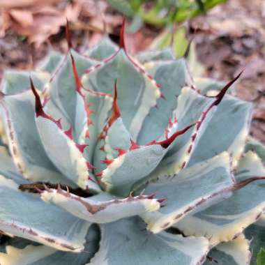 Agave 'Kissho Kan'