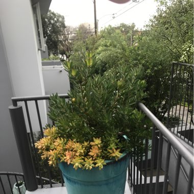 Leucadendron salignum x discolour 'Sixteen Candles'