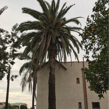 Phoenix Canariensis