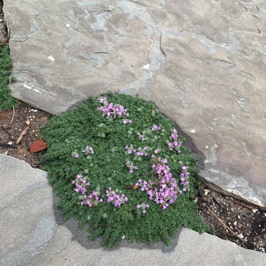 Thymus Serpyllum 'Elfin'