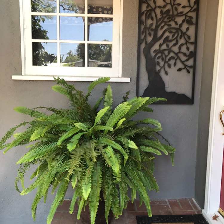 Plant image Polystichum Munitum