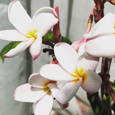 Plumeria