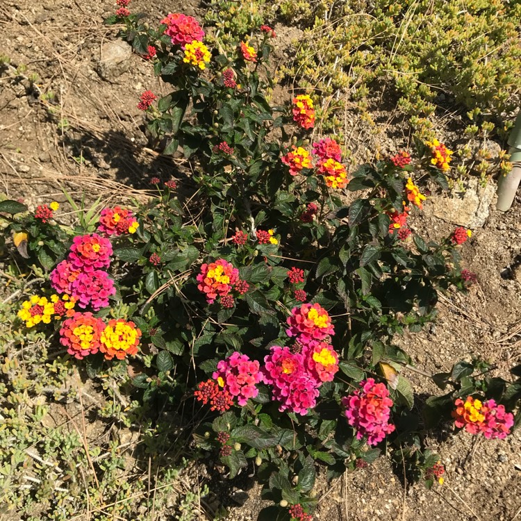 Plant image Lantana camara 'Lucky™ Sunrise Rose'