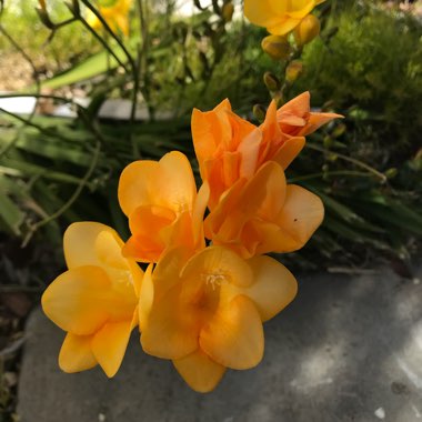 Freesia