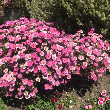 Osteospermum