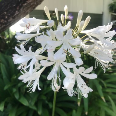 Agapanthus