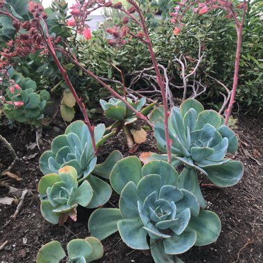 Echeveria Imbricata