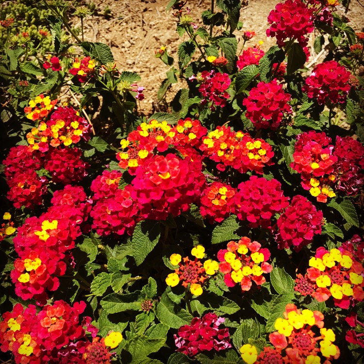 Plant image Lantana camara 'Lucky™ Sunrise Rose'