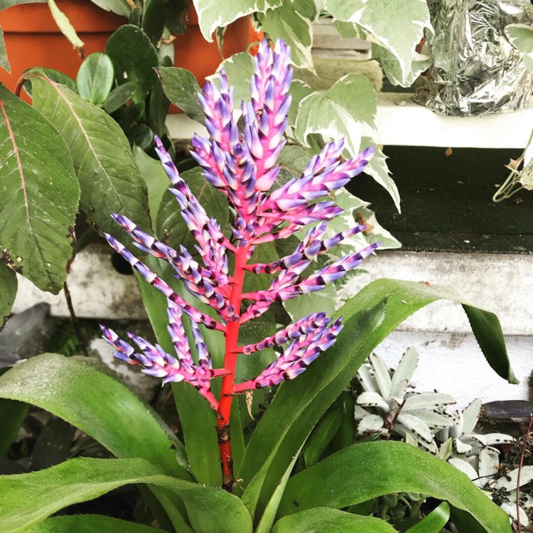 Plant image Aechmea 'Blue Tango'