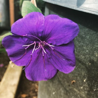 Tibouchina semidecandra