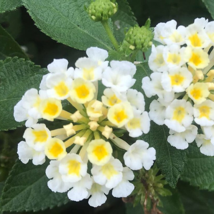 Plant image Lantana camara