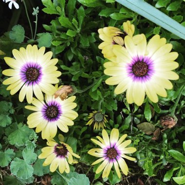 Osteospermum