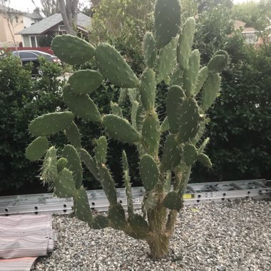 Opuntia megacantha 'Nopal Blanco'