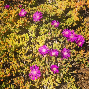 Lampranthus