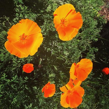 Tropaeolum majus