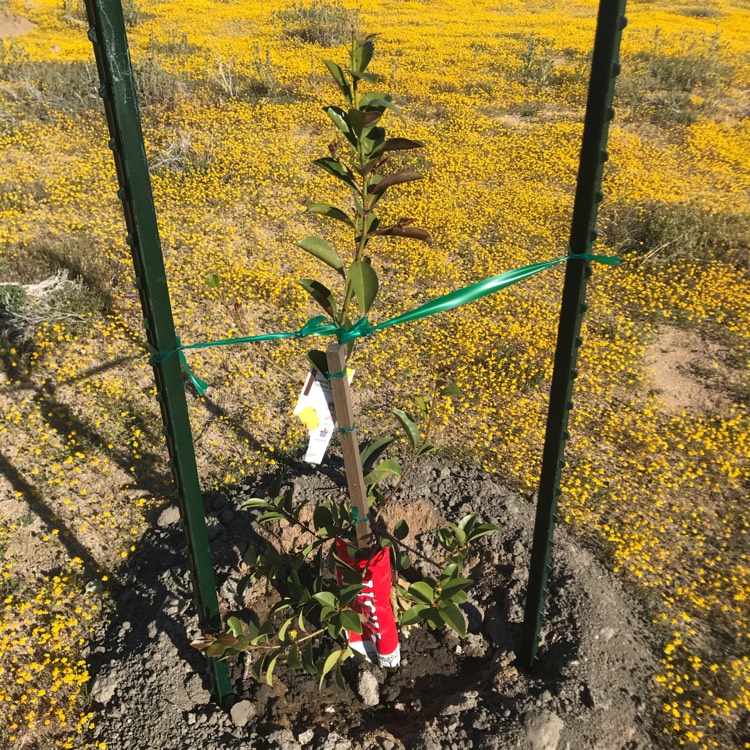 Plant image Psidium Guajava