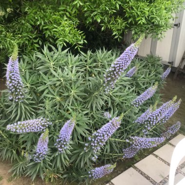 Echium candicans syn. Echium fastuosum