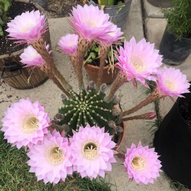 Echinopsis oxygona