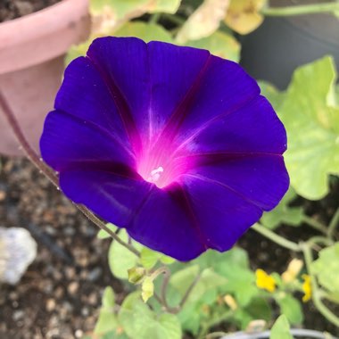 Ipomoea