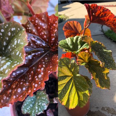 Begonia coccinea