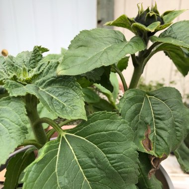 Helianthus Annuus 'Sunspot'