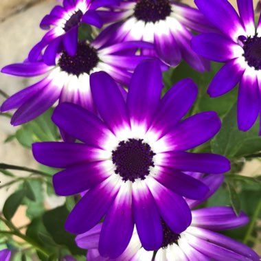 Pericallis x hybrida 'Sunsenbaibai' (Senetti Series) syn. Pericallis 'Senetti Violet Bicolor'