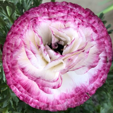 Ranunculus