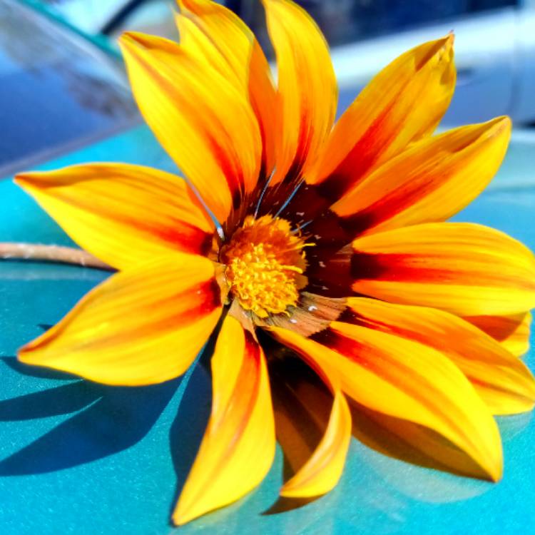 Plant image Gazania 'Sunbathers Tikal'