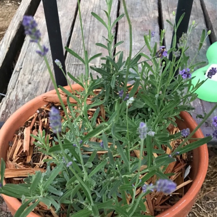 Plant image Lavandula x intermedia 'Silver Edge'