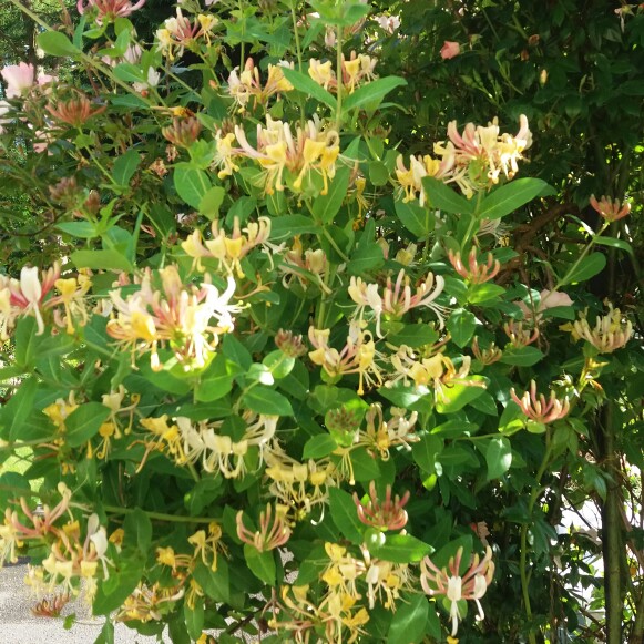 Honeysuckle