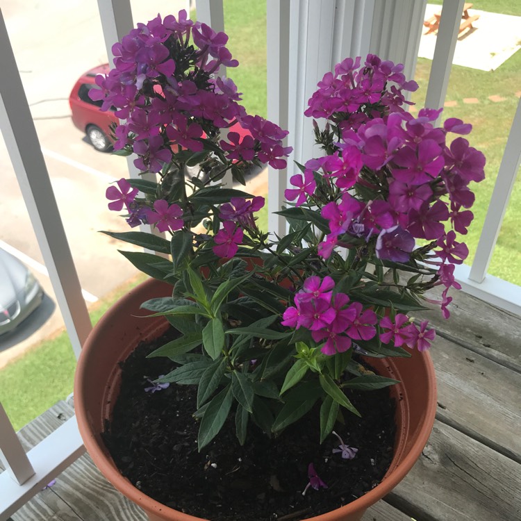 Plant image Phlox paniculata 'Nicky' . syn. Phlox paniculata 'Düsterlohe'