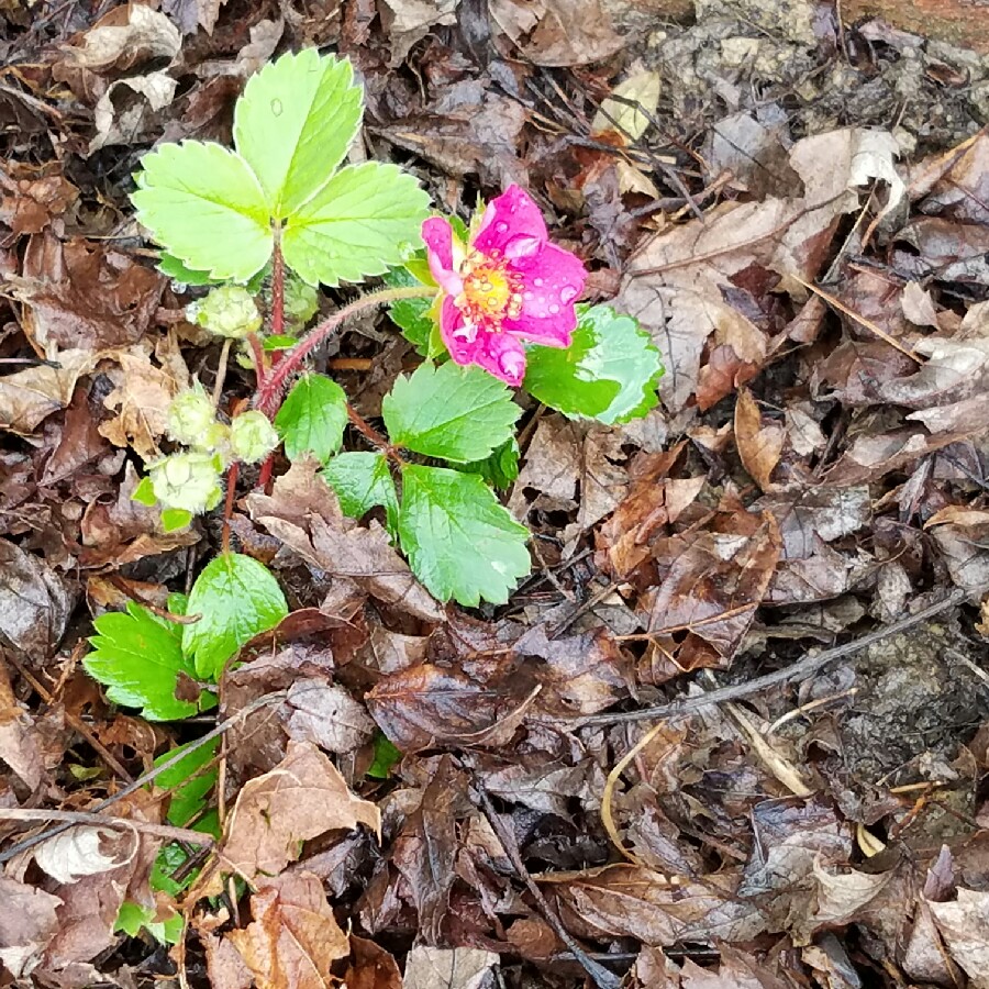 Strawberry 'Toscana'